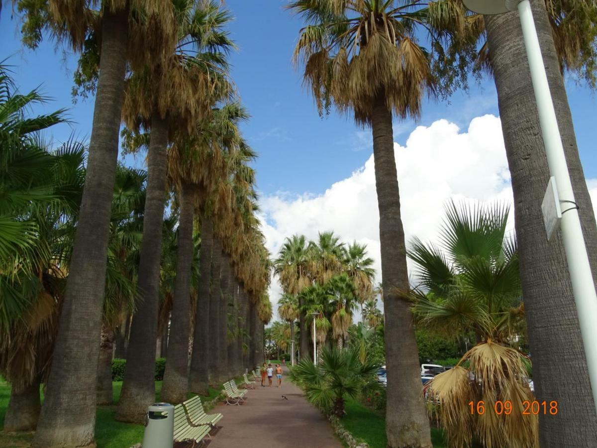 Palm Azur *